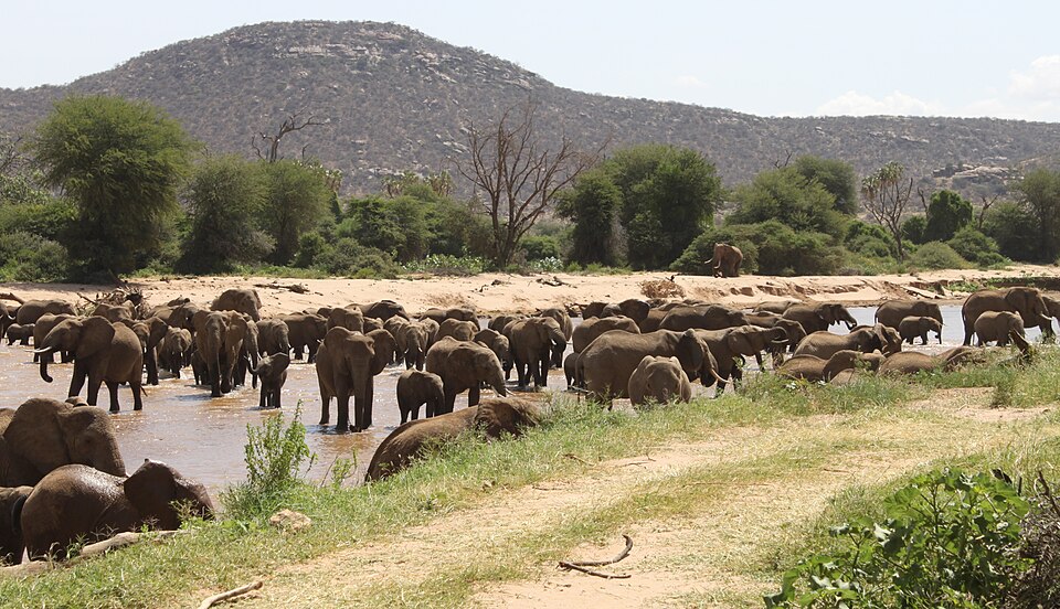 Elephants crossing the Ewaso Nyiro River