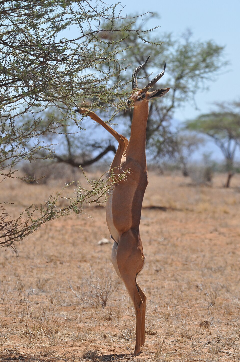 Gerenuk: illustrative identification photo