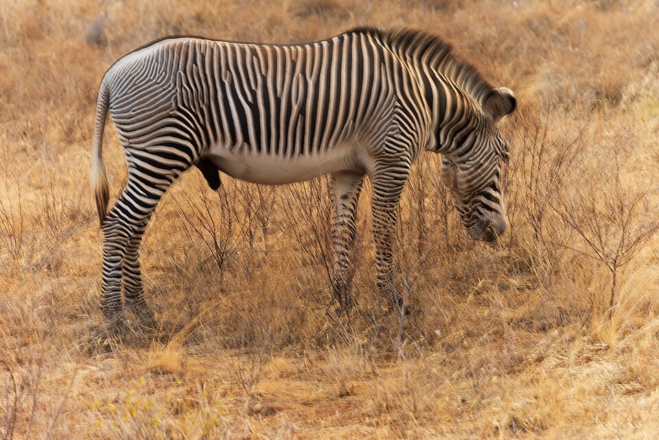 Grevy’s zebra: illustrative identification photo