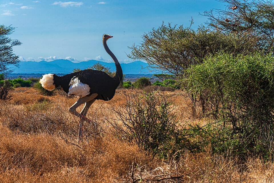 Somali ostrich: illustrative identification photo