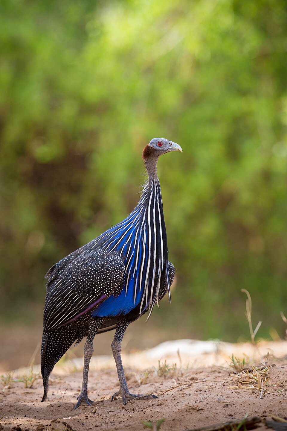 Vulturine guineafowl: illustrative identification photo