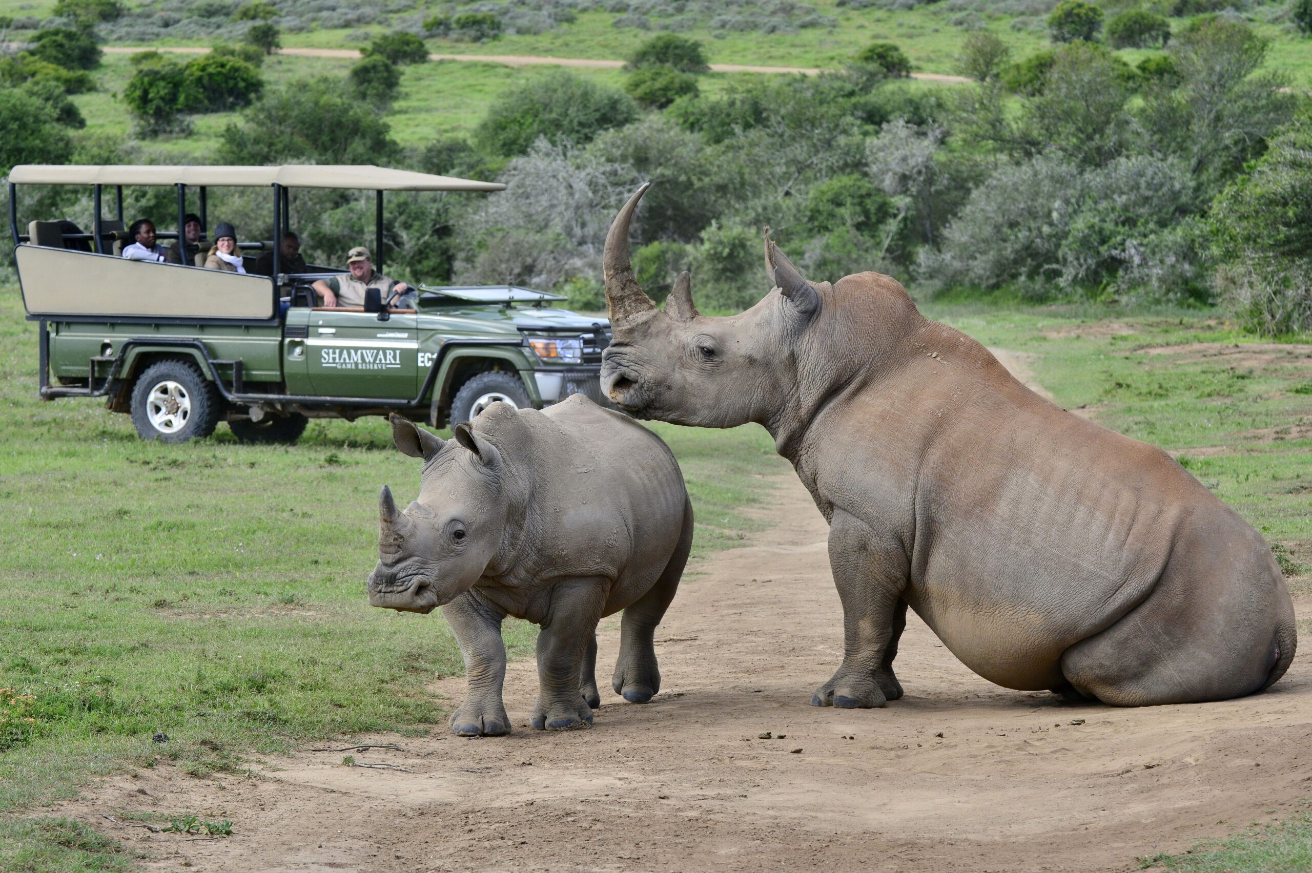White rhinoceros at Shamwari Private Game Reserve, South Africa