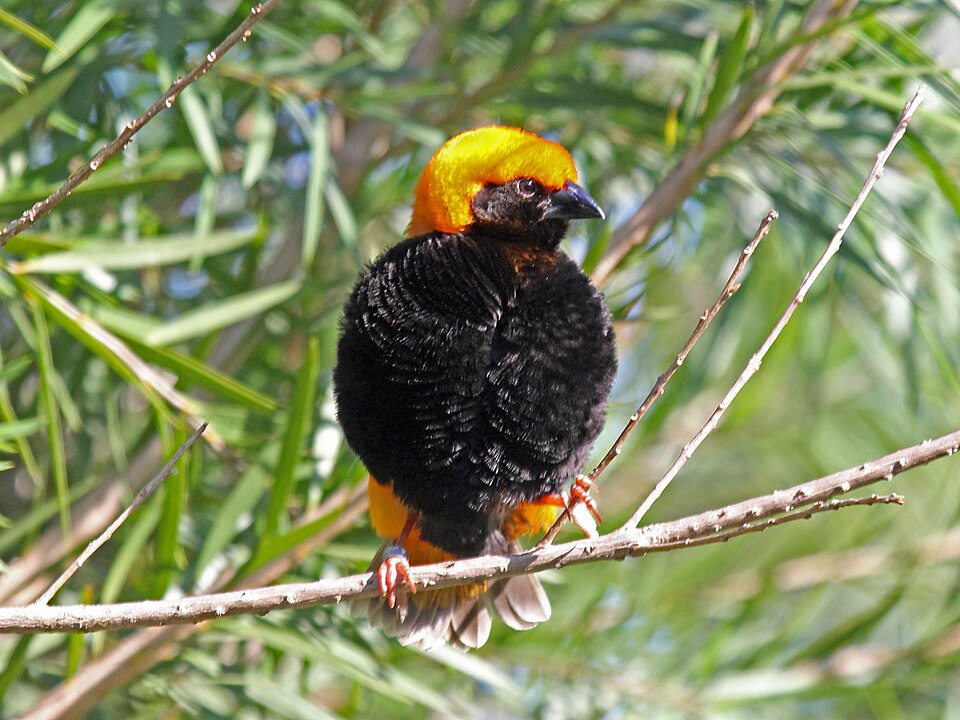Zanzibar red bishop โ illustrative identification photograph