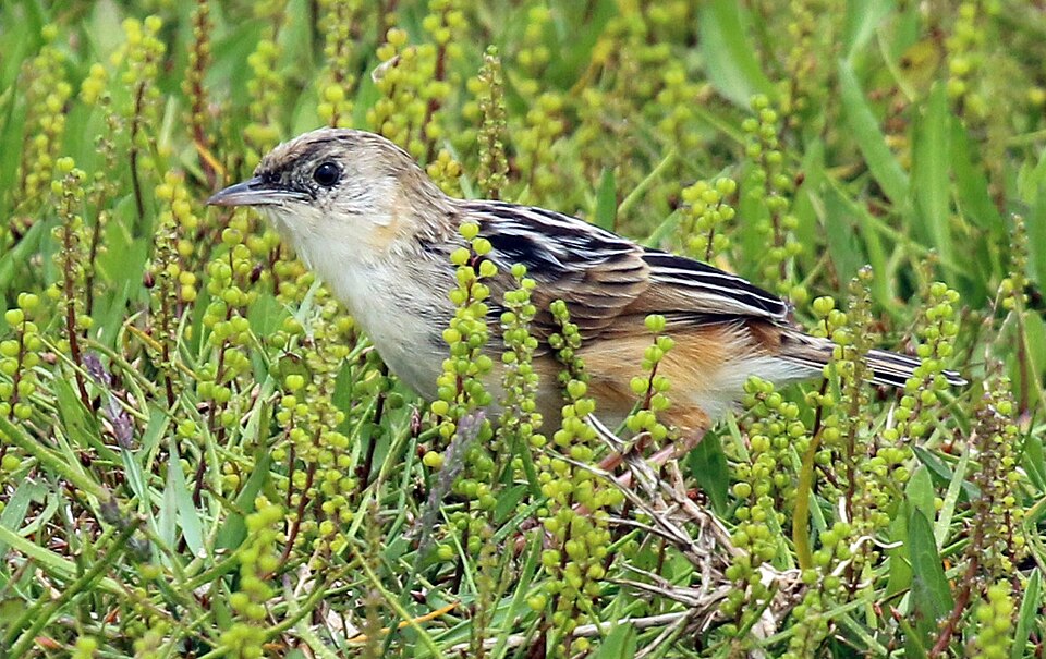 Croaking cisticola โ illustrative identification photograph
