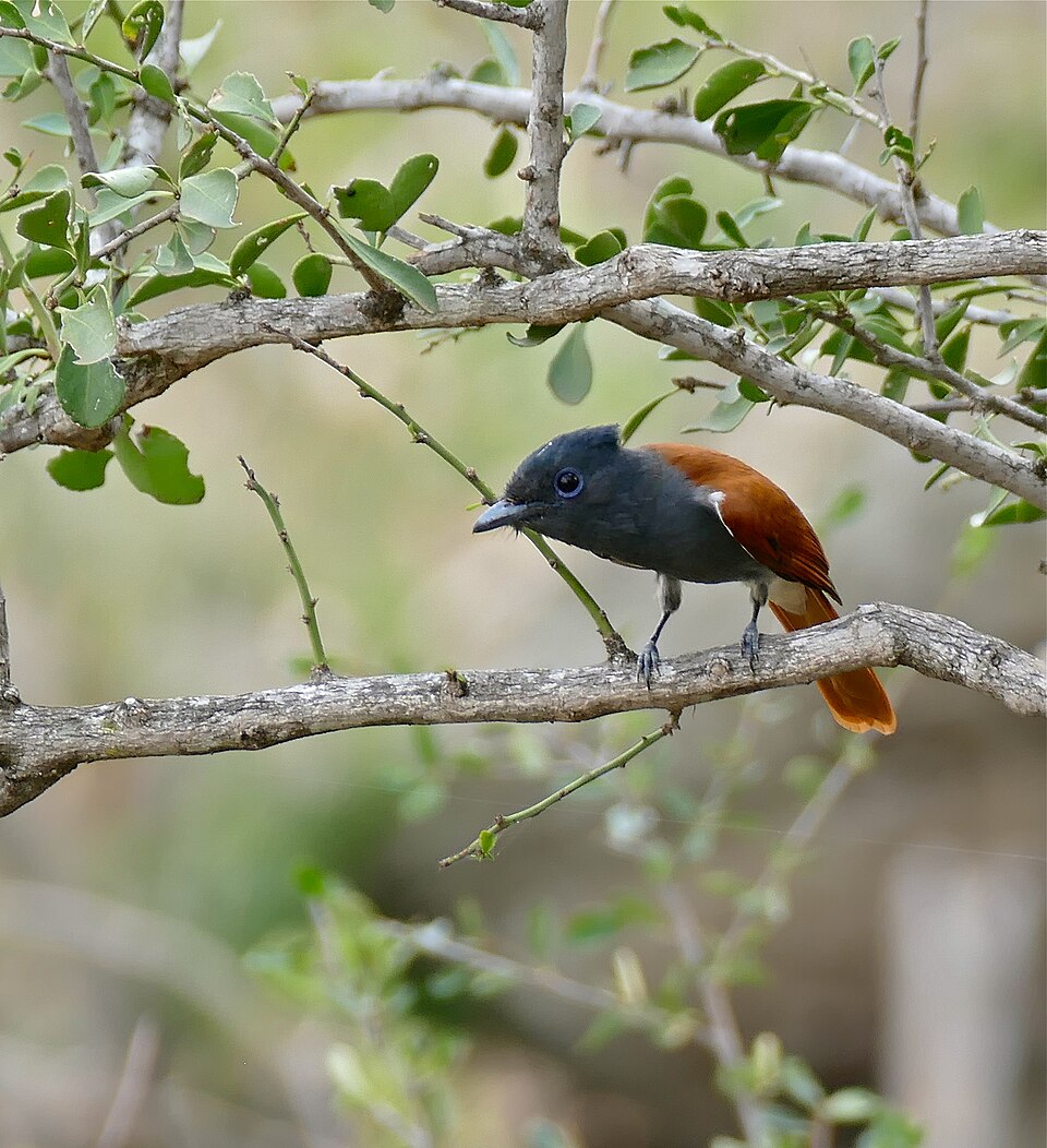 African paradise flycatcher species image