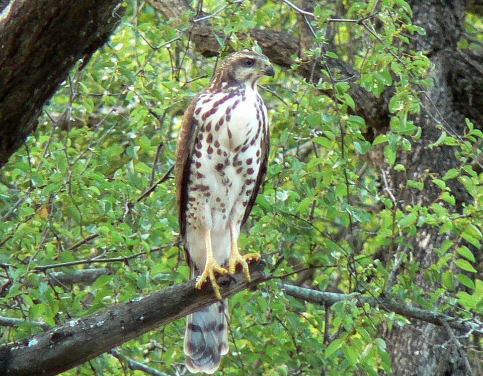 African goshawk โ illustrative identification photograph