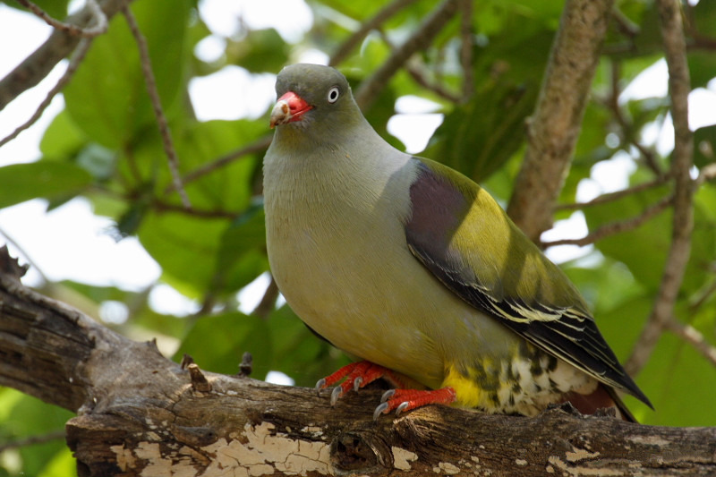 African green pigeon species image