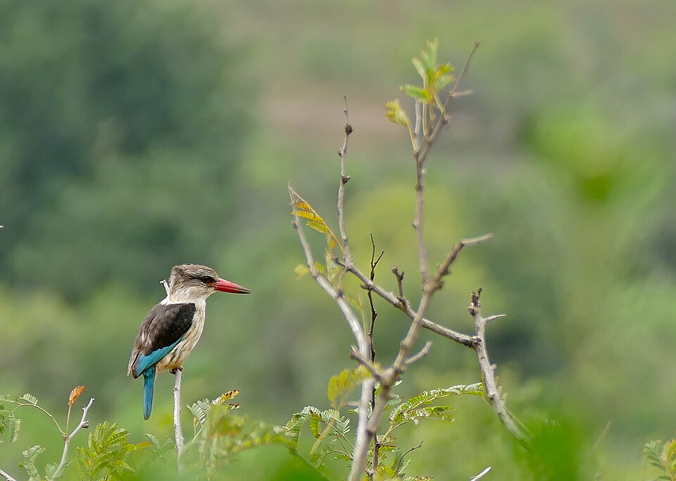 Brown-hooded kingfisher — illustrative regional wildlife or habitat photograph
