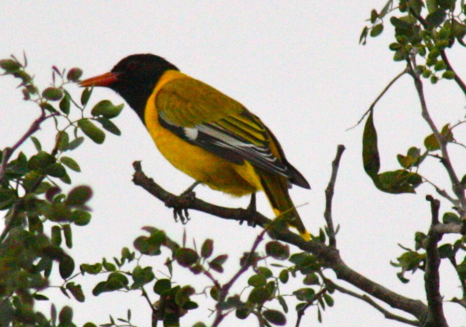 Black-headed oriole โ illustrative identification photograph