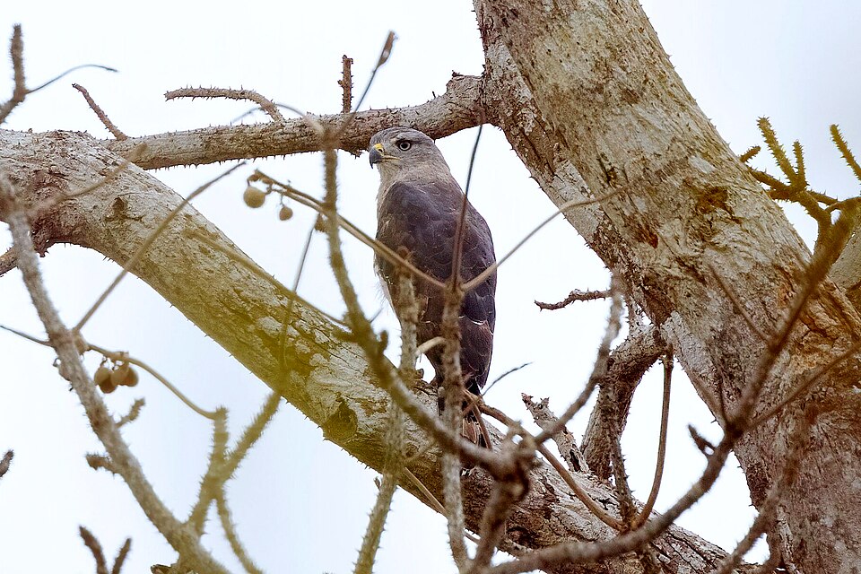 Southern banded snake eagle species image