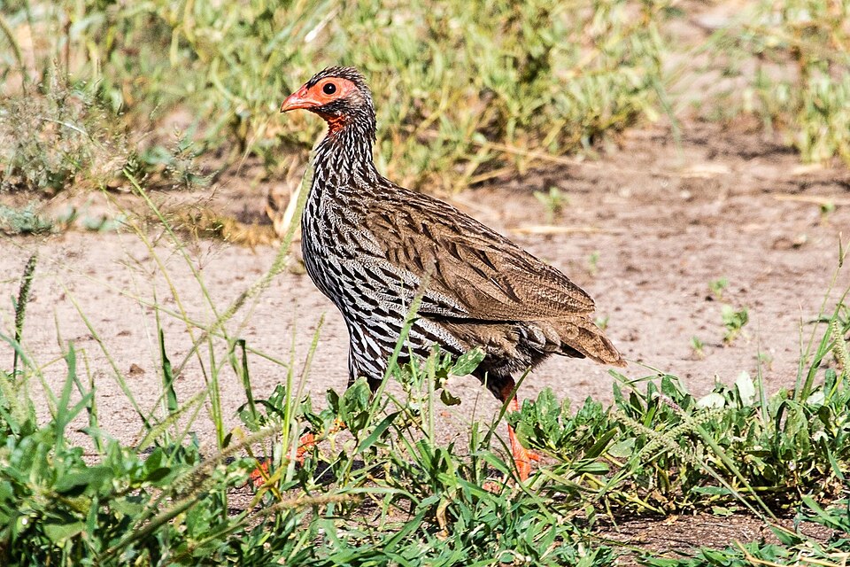 Red-necked spurfowl โ illustrative identification photograph