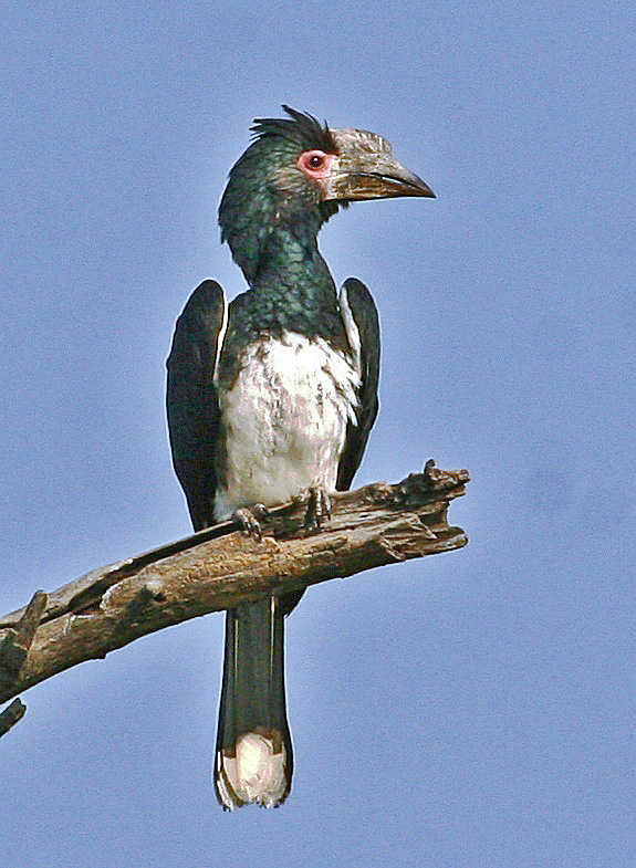 Trumpeter hornbill species image