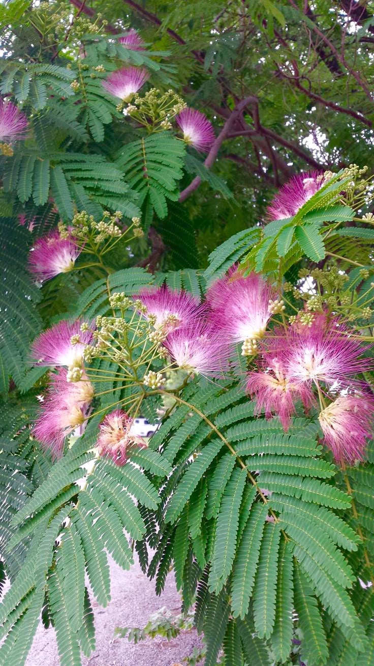 Umbrella thorn: illustrative identification photo