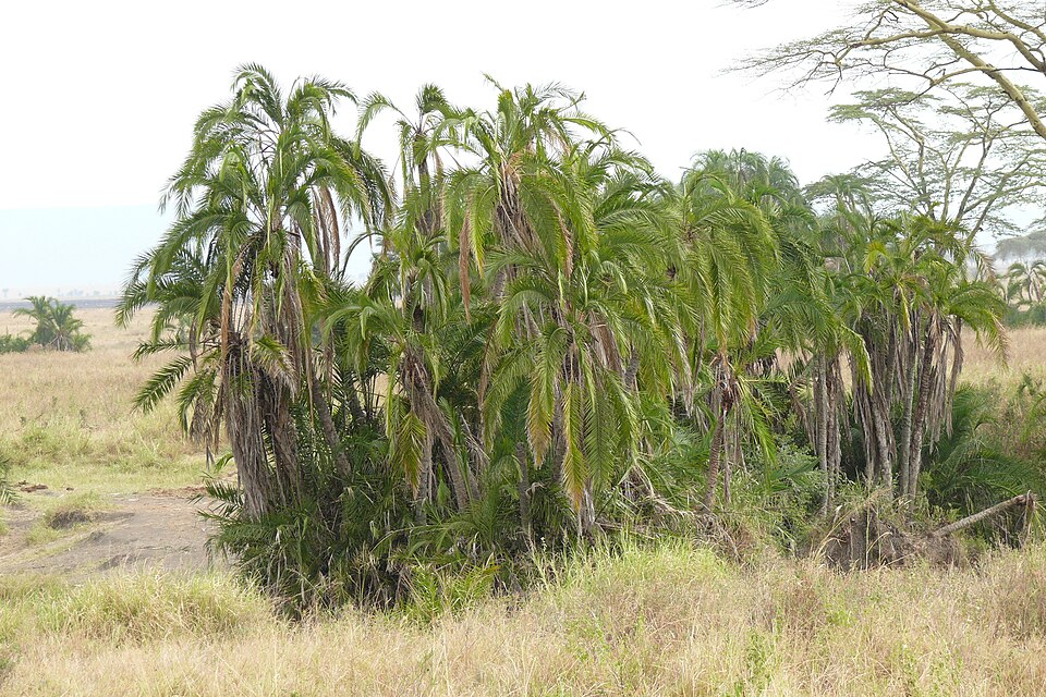 Wild date palm — illustrative regional wildlife or habitat photograph