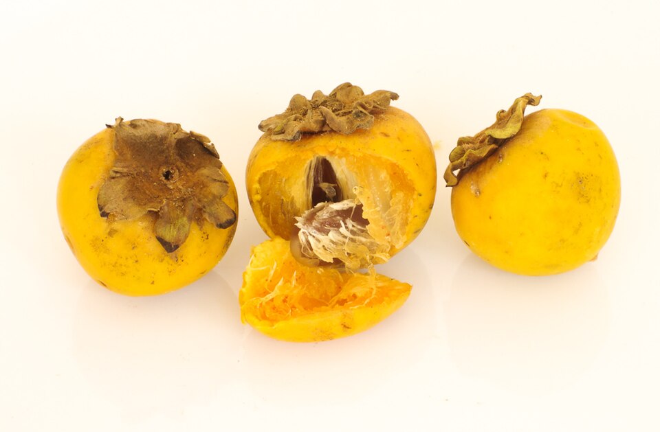 African ebony โ illustrative identification photograph