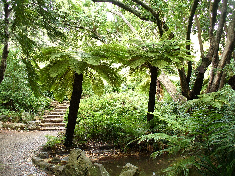 Ferns species image