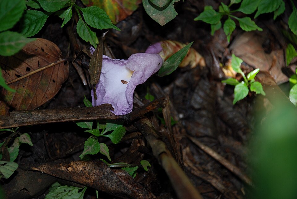 Wild gingers — illustrative regional wildlife or habitat photograph