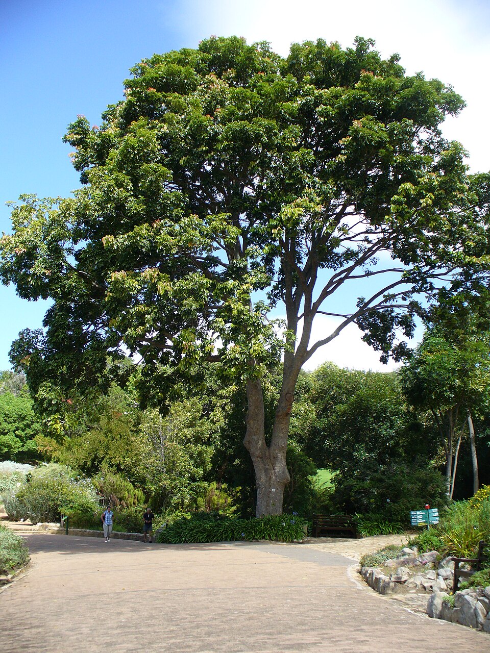 East African mahogany species image