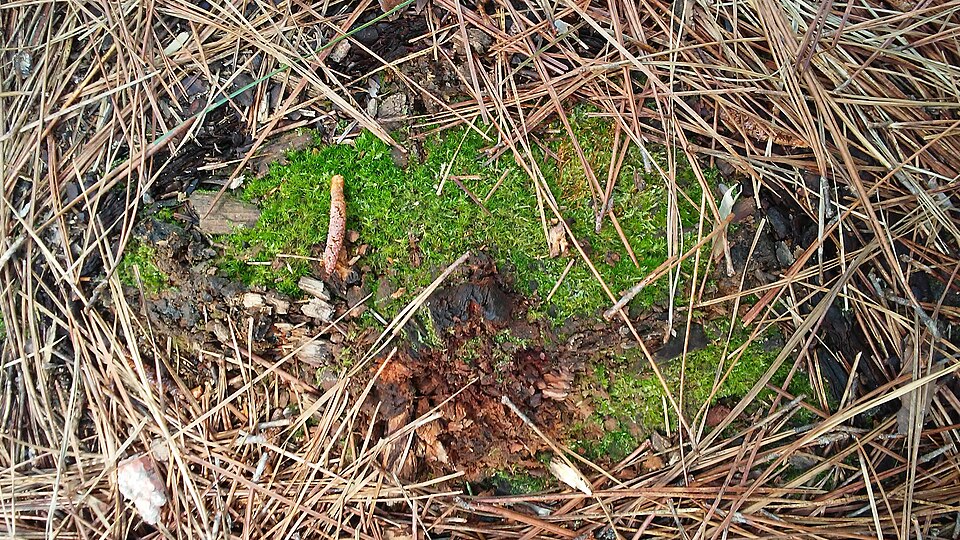Lichens and mosses — illustrative regional wildlife or habitat photograph