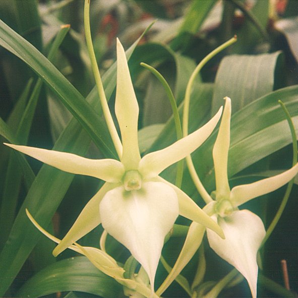 Orchids species image