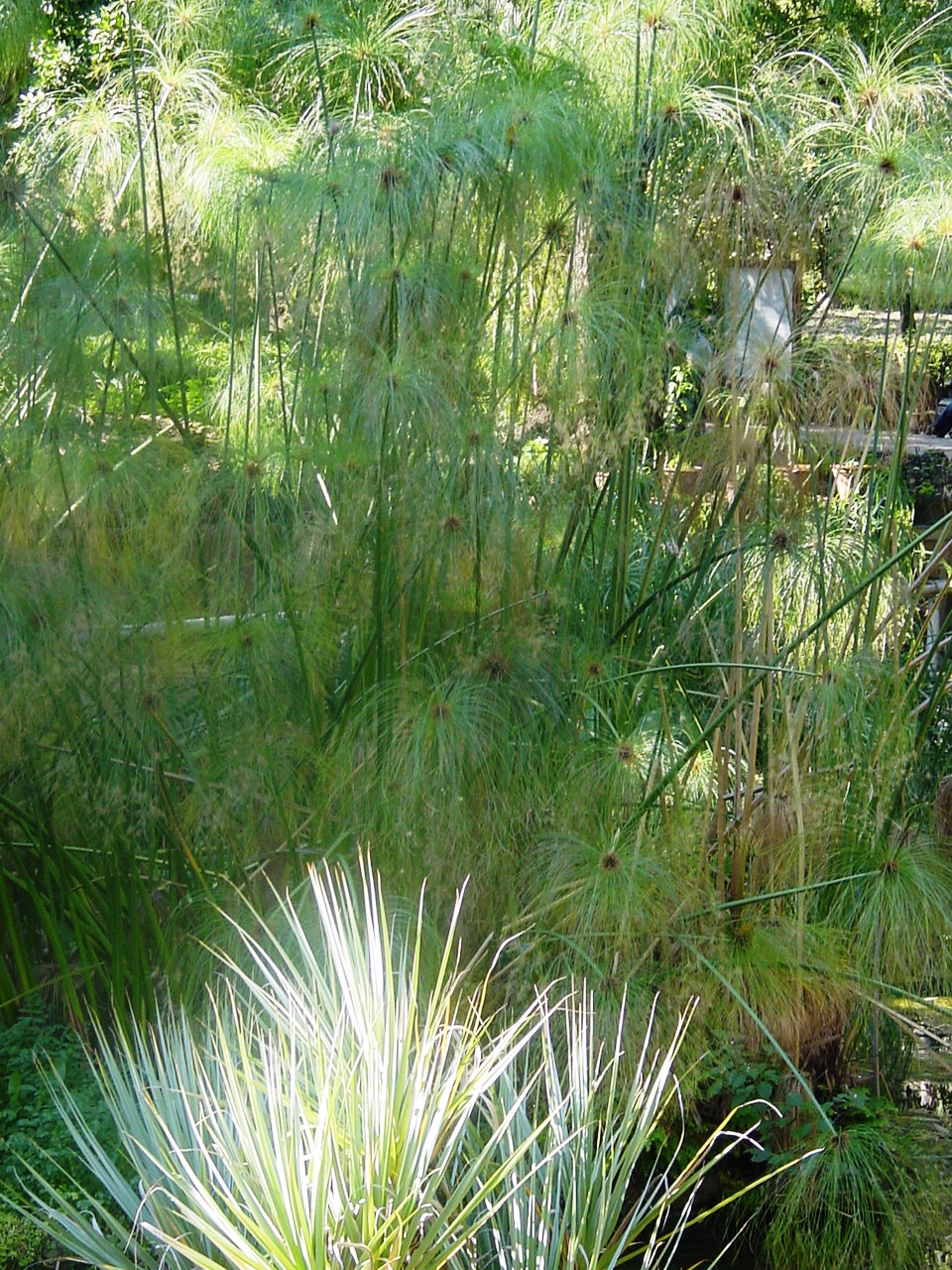 Wet bank sedges: illustrative identification photo