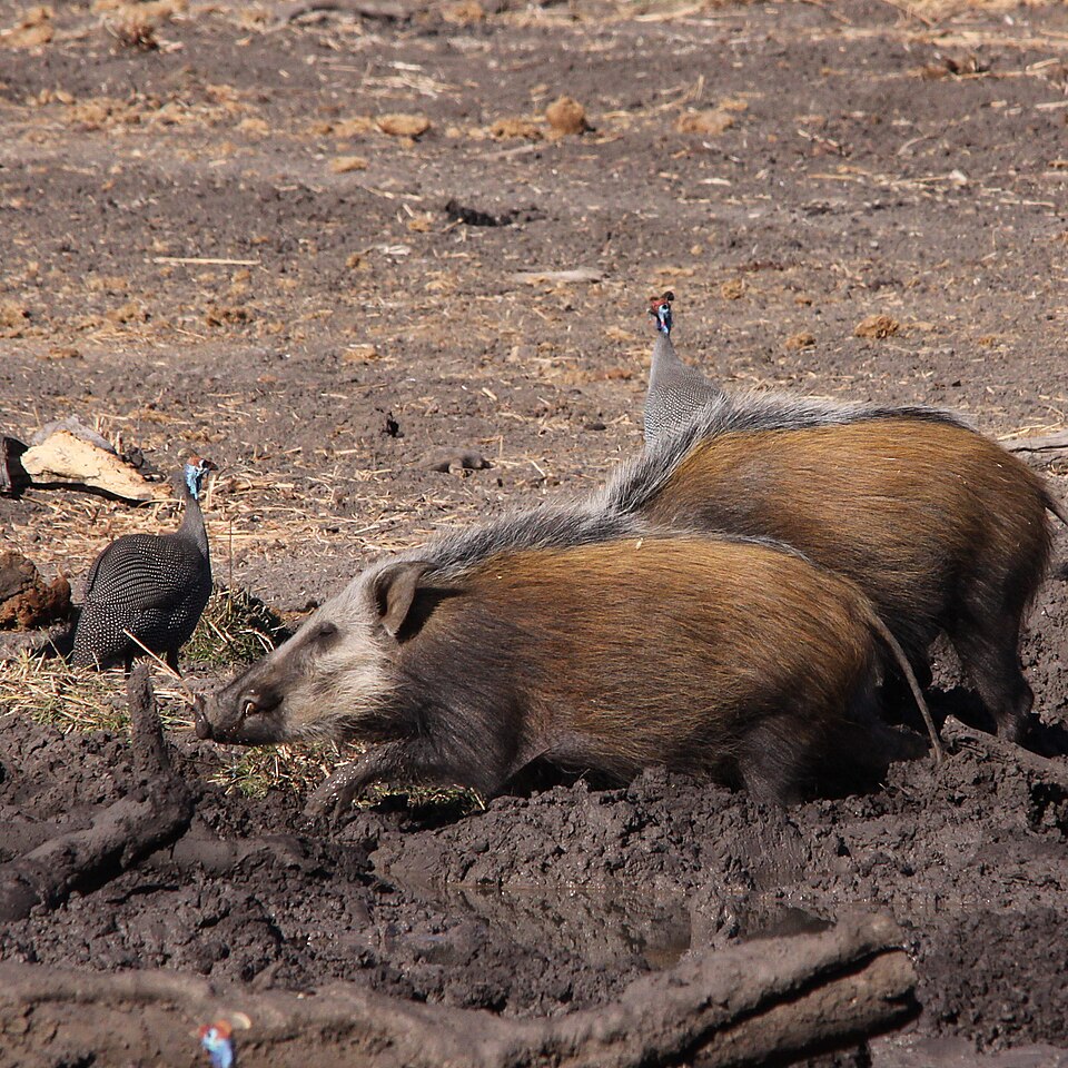Bushpig species image