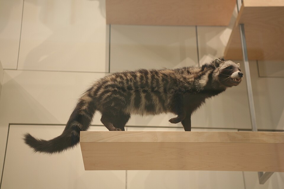 African civet species image