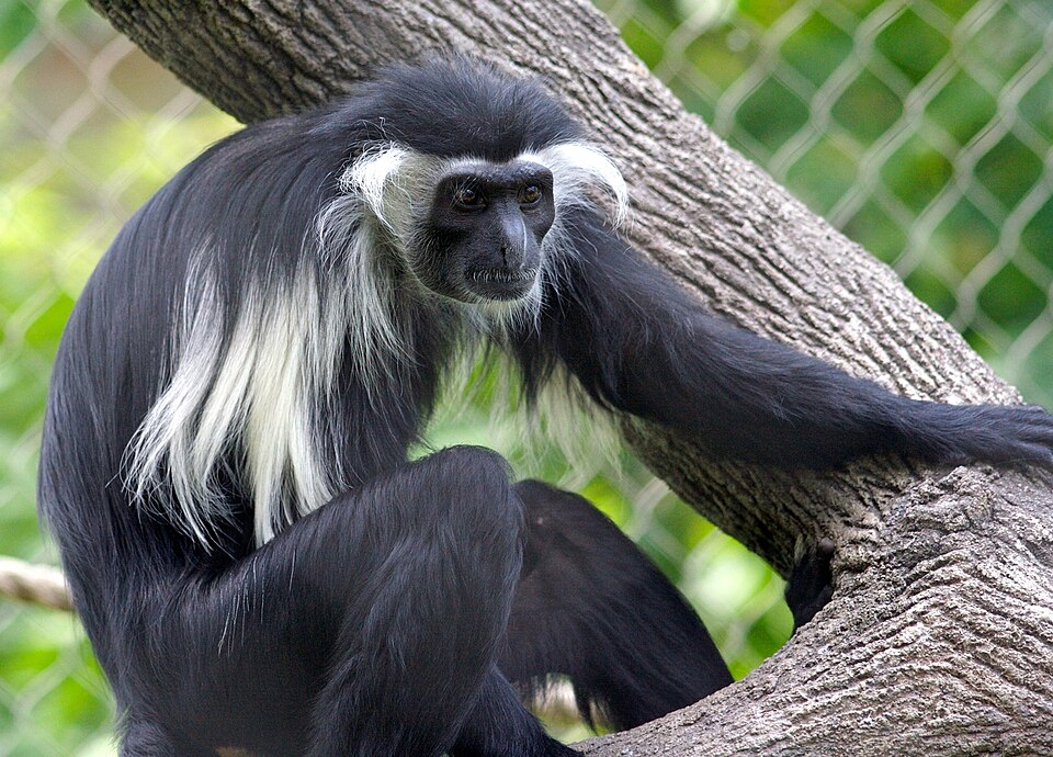Coastal black-and-white colobus โ illustrative identification photograph