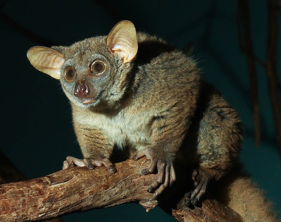Greater galago โ illustrative identification photograph