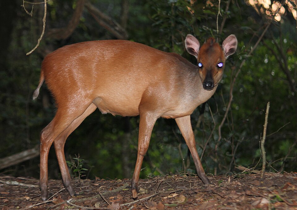 Red duiker โ illustrative identification photograph