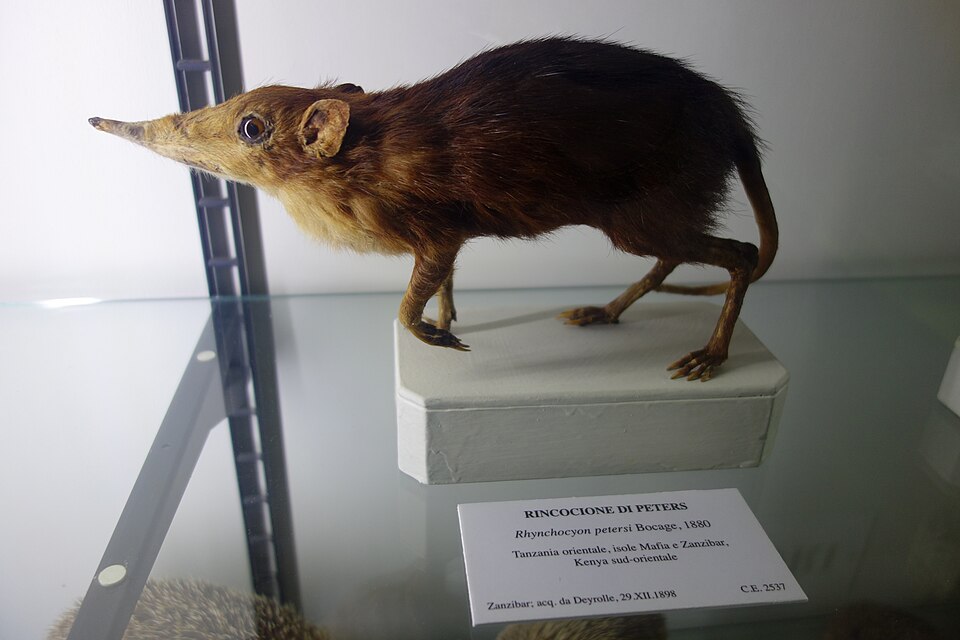 Elephant shrew / sengi โ illustrative identification photograph