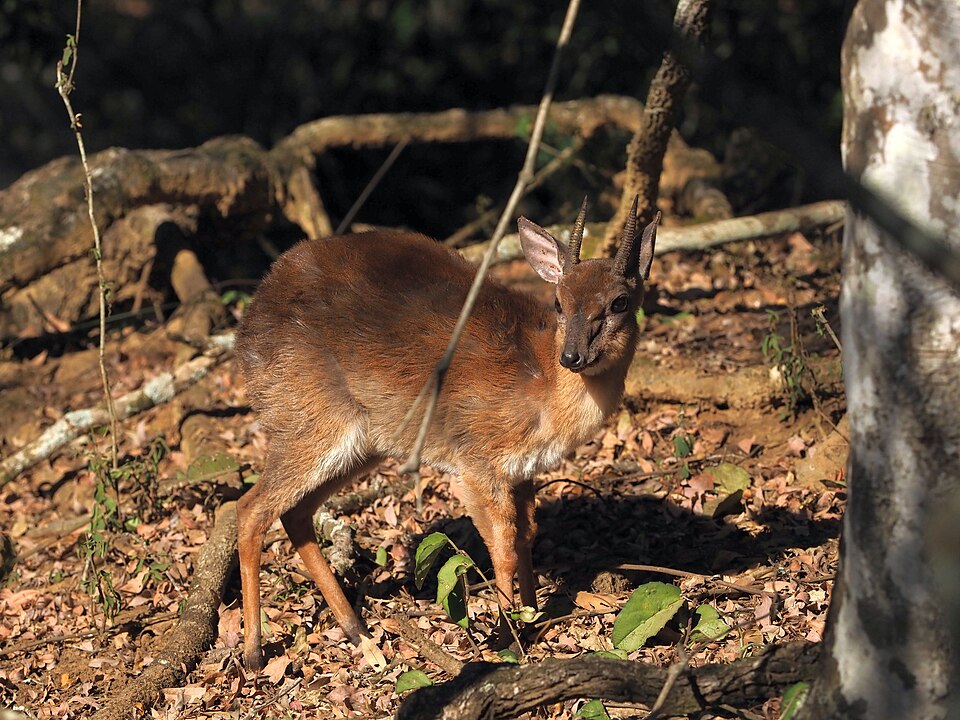 Suni species image