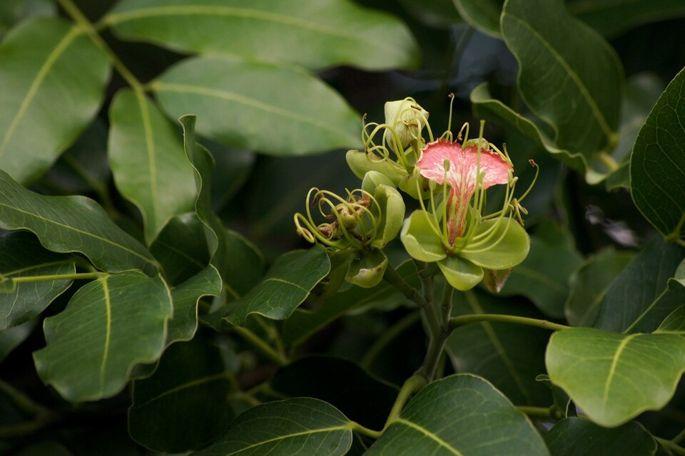 Afzelia species image