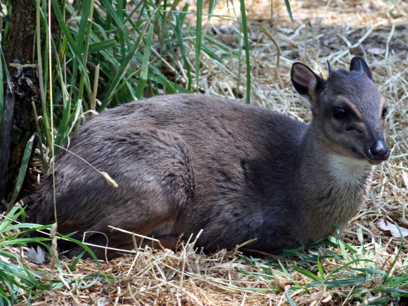 Blue duiker illustrative species photograph, taken outside Shimba Hills