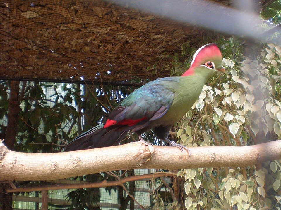 Fischer's turaco species image